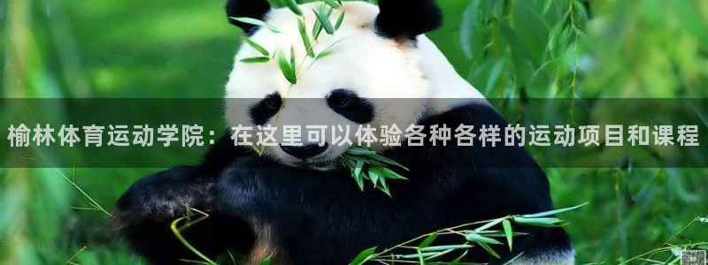 ac米兰体育发展有限公司：榆林体育运动学院：在这里可以体验各